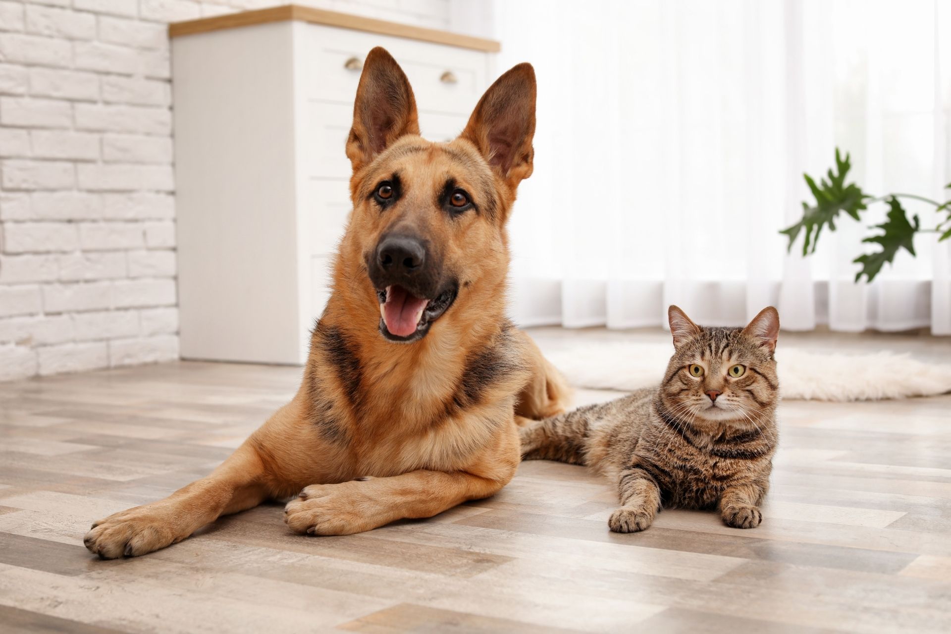 Crescent Springs, KY 41017 Veterinarian - Kentucky Paws Animal Hospital Crescent Springs, KY 41017 Veterinarian - Kentucky Paws Animal Hospital